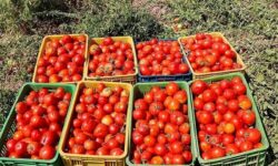 قیمت گوجه فرنگی و میوه در میادین میوه و تره‌بار اعلام شد
