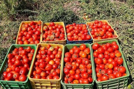 قیمت گوجه فرنگی و میوه در میادین میوه و تره‌بار اعلام شد