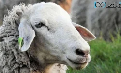 ارزان‌ترین و گران ترین دام در کدام استان است؟ / جدول قیمت دام زنده ۱۳ دی ۱۴۰۳