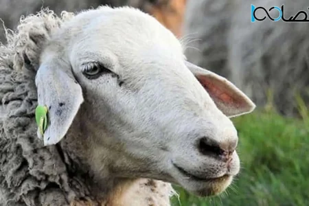 ارزان‌ترین و گران ترین دام در کدام استان است؟ / جدول قیمت دام زنده ۱۳ دی ۱۴۰۳
